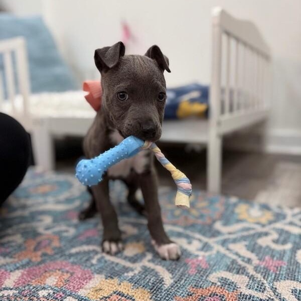 Sassy Wigglebutt McTug-of-War Supreme — thumbnail 3