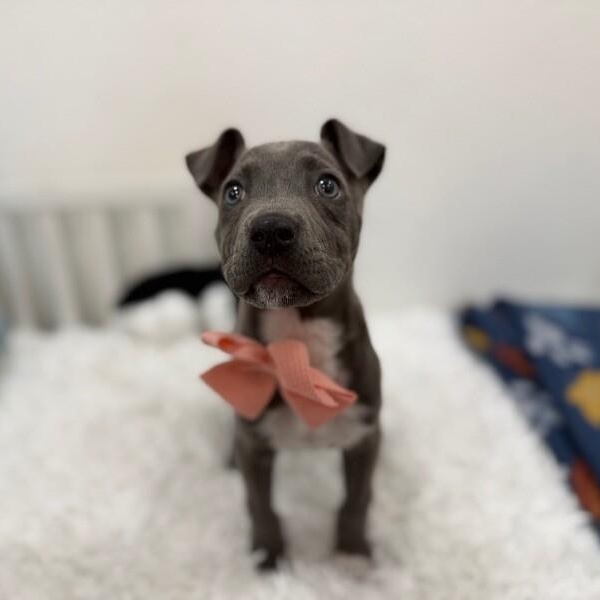 Sassy Wigglebutt McTug-of-War Supreme — thumbnail 4