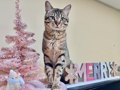 Caramel, Adoptable, Adult Male Domestic Short Hair & Domestic Short Hair.