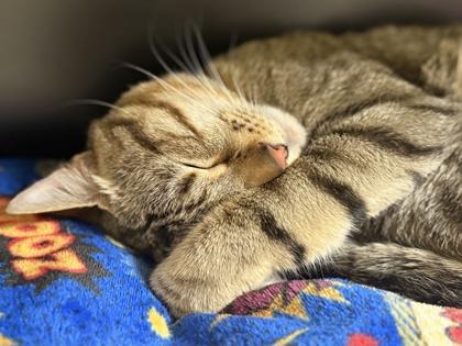 Enlarge Caramel, a Adoptable mixed breed in Fairfax, VA image 2/2