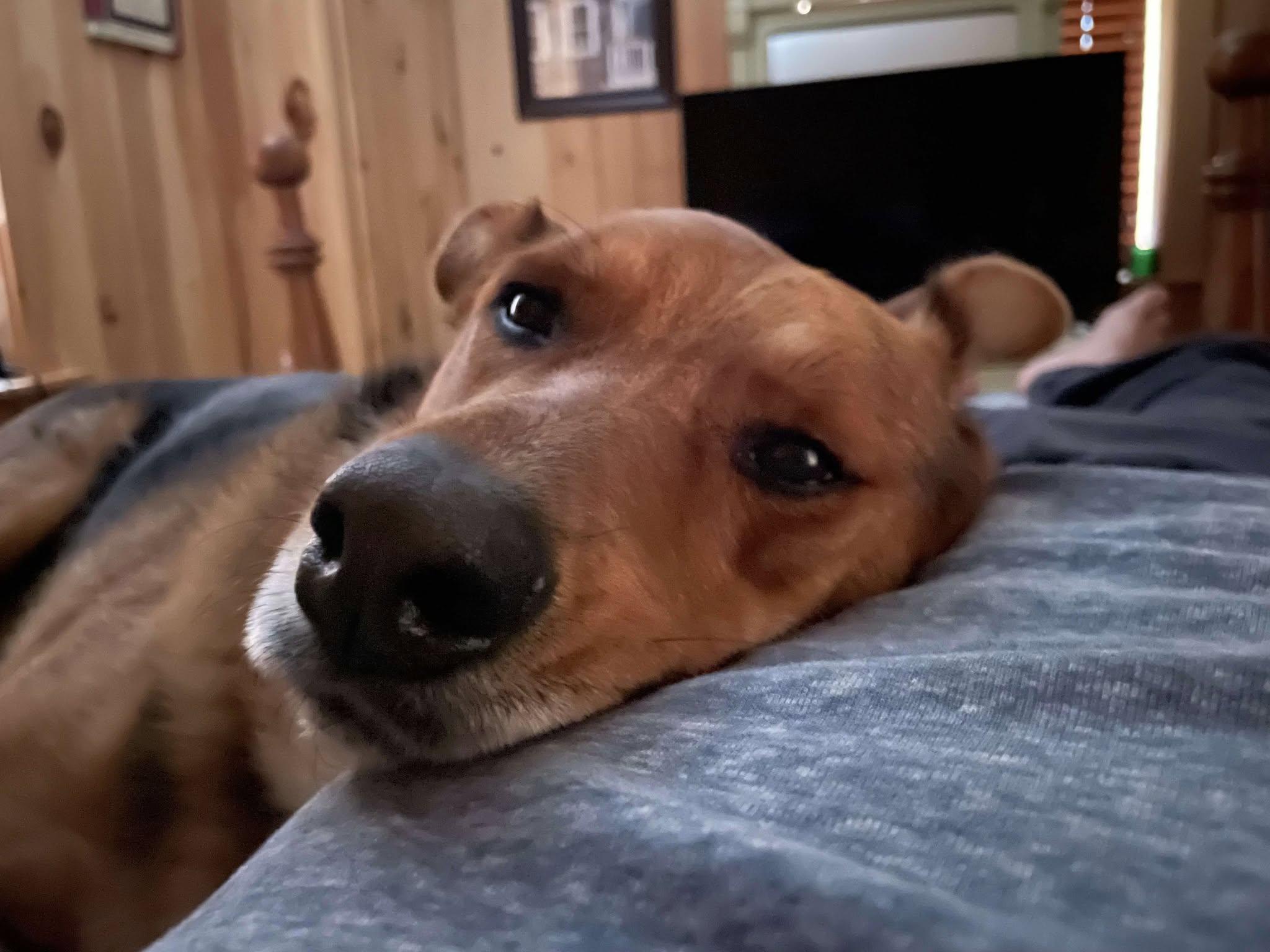 Willow, Adoptable, Adult Female German Shepherd Dog.