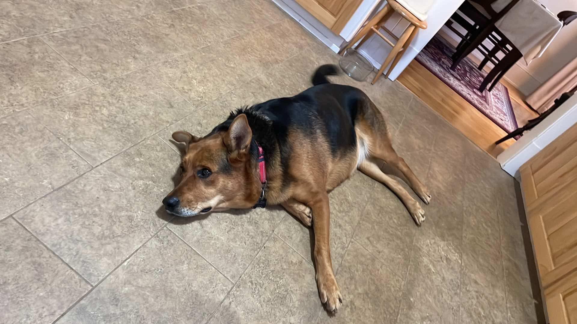 Enlarge Willow, a Adoptable German Shepherd Dog in Halifax, NS image 2/6