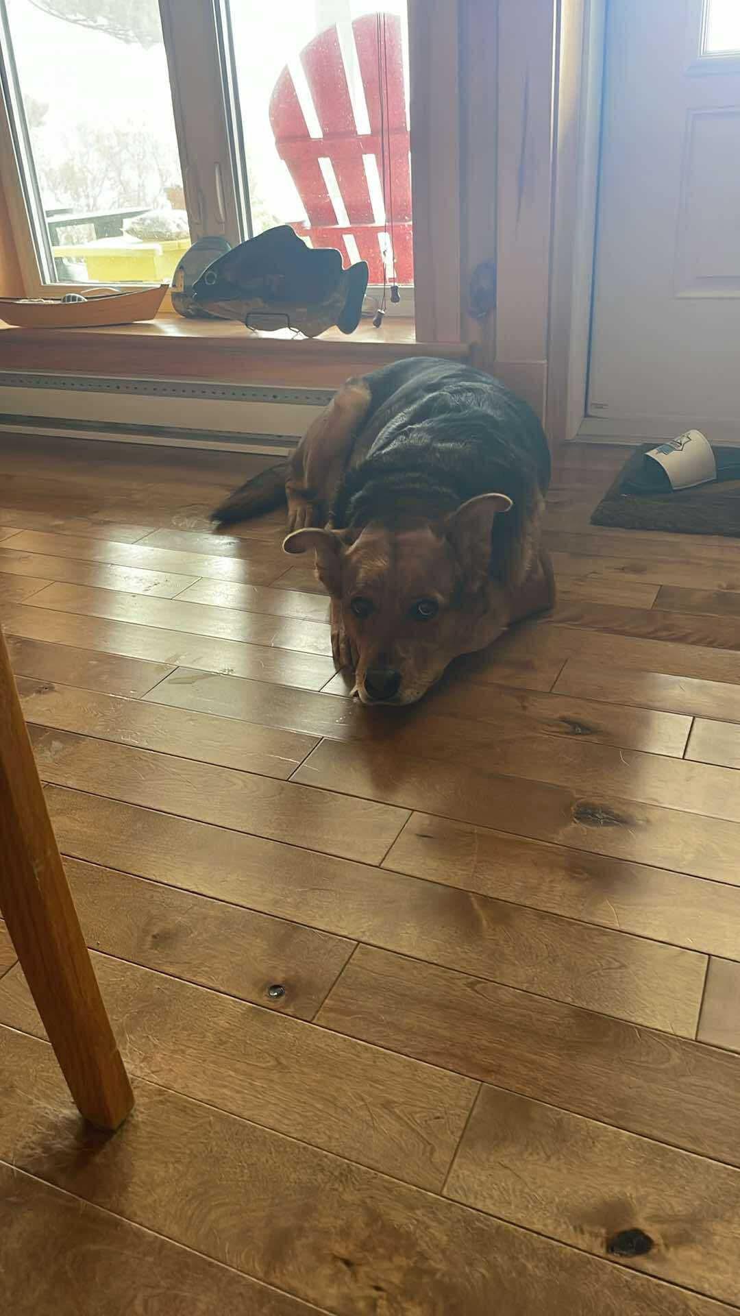 Enlarge Willow, a Adoptable German Shepherd Dog in Halifax, NS image 3/6