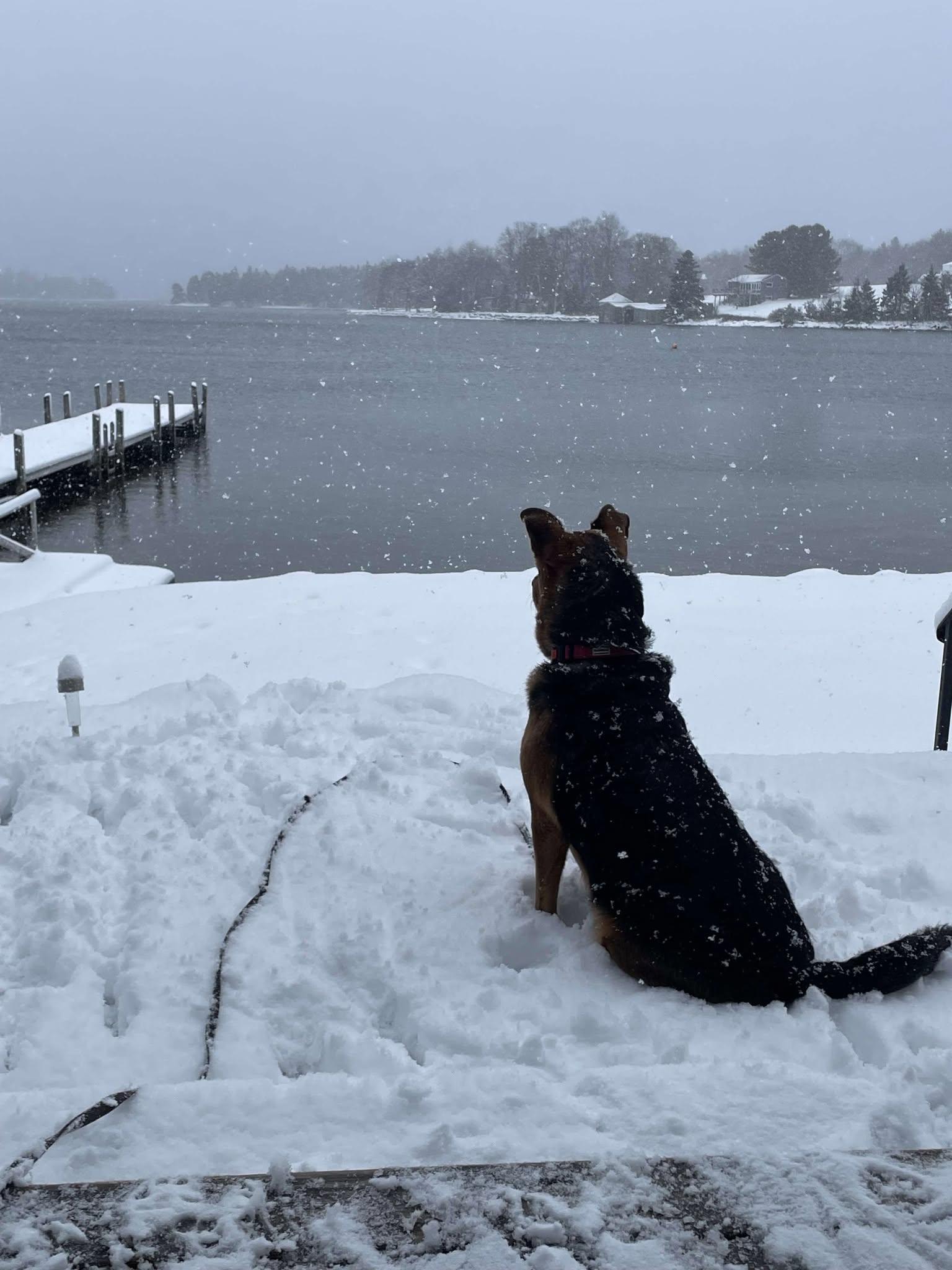 Enlarge Willow, a Adoptable German Shepherd Dog in Halifax, NS image 4/6