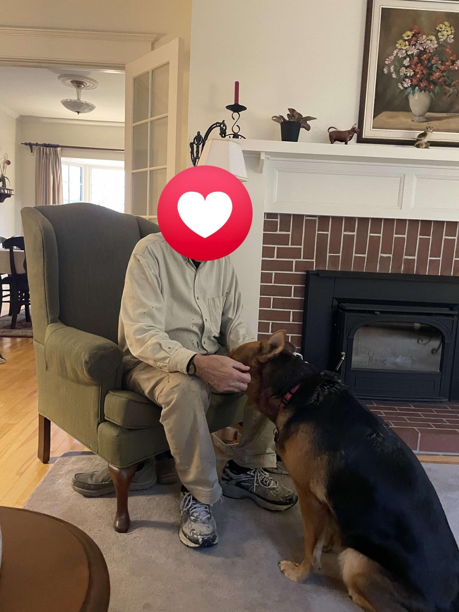 Enlarge Willow, a Adoptable German Shepherd Dog in Halifax, NS image 5/6