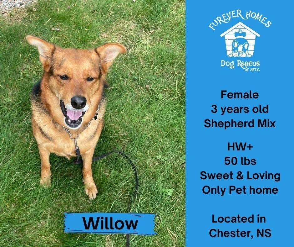Enlarge Willow, a Adoptable German Shepherd Dog in Halifax, NS image 6/6