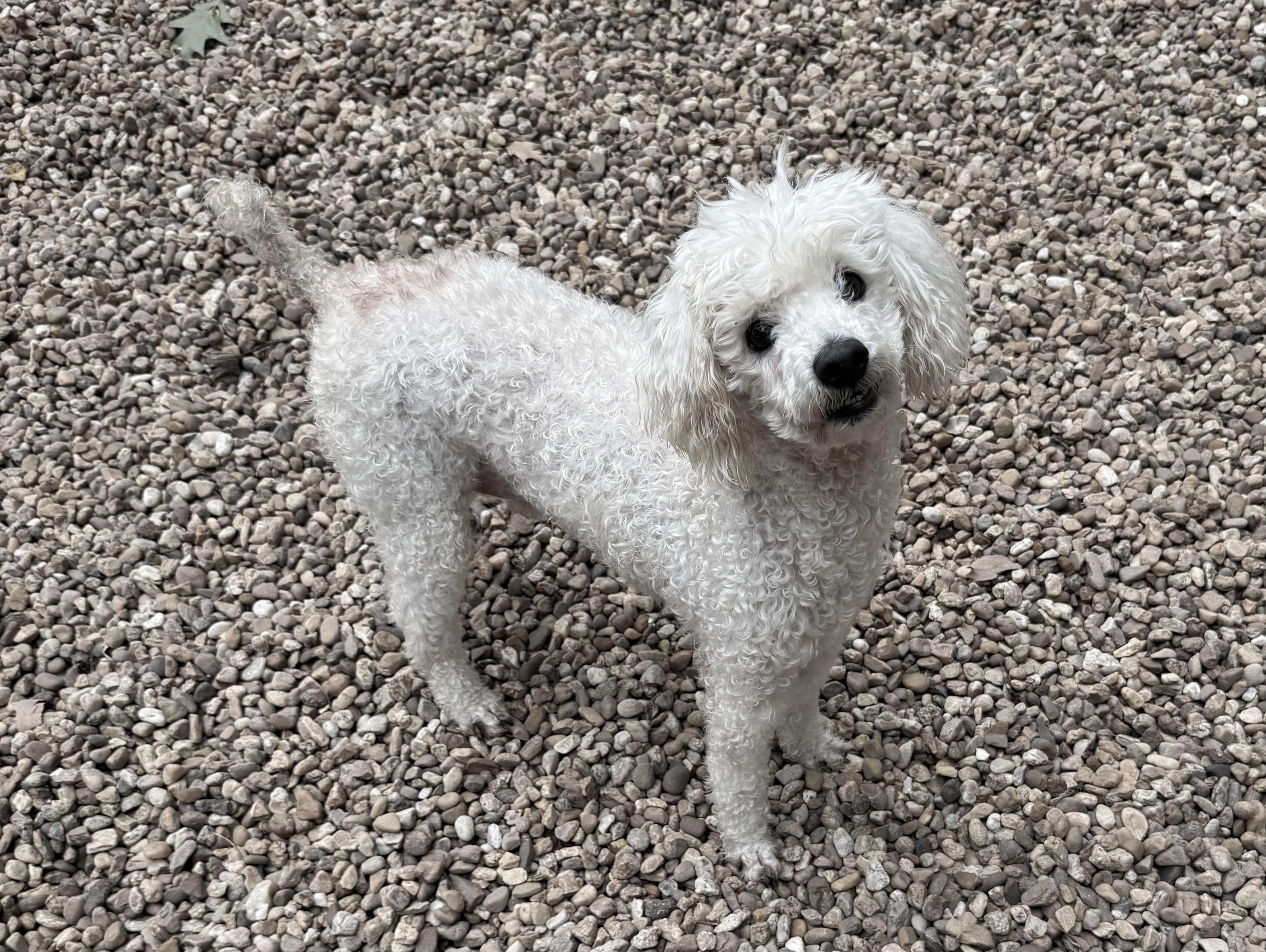 CASPER, Adopted, Adult Male Miniature Poodle.
