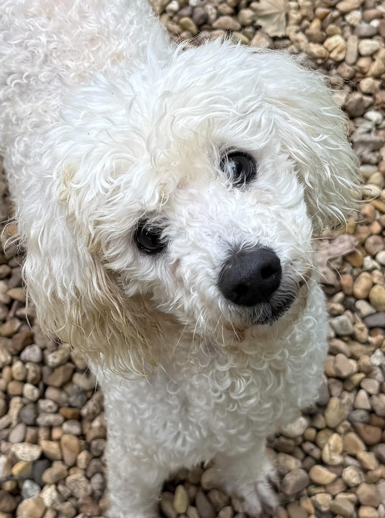 CASPER, Adopted, Adult Male Miniature Poodle.
