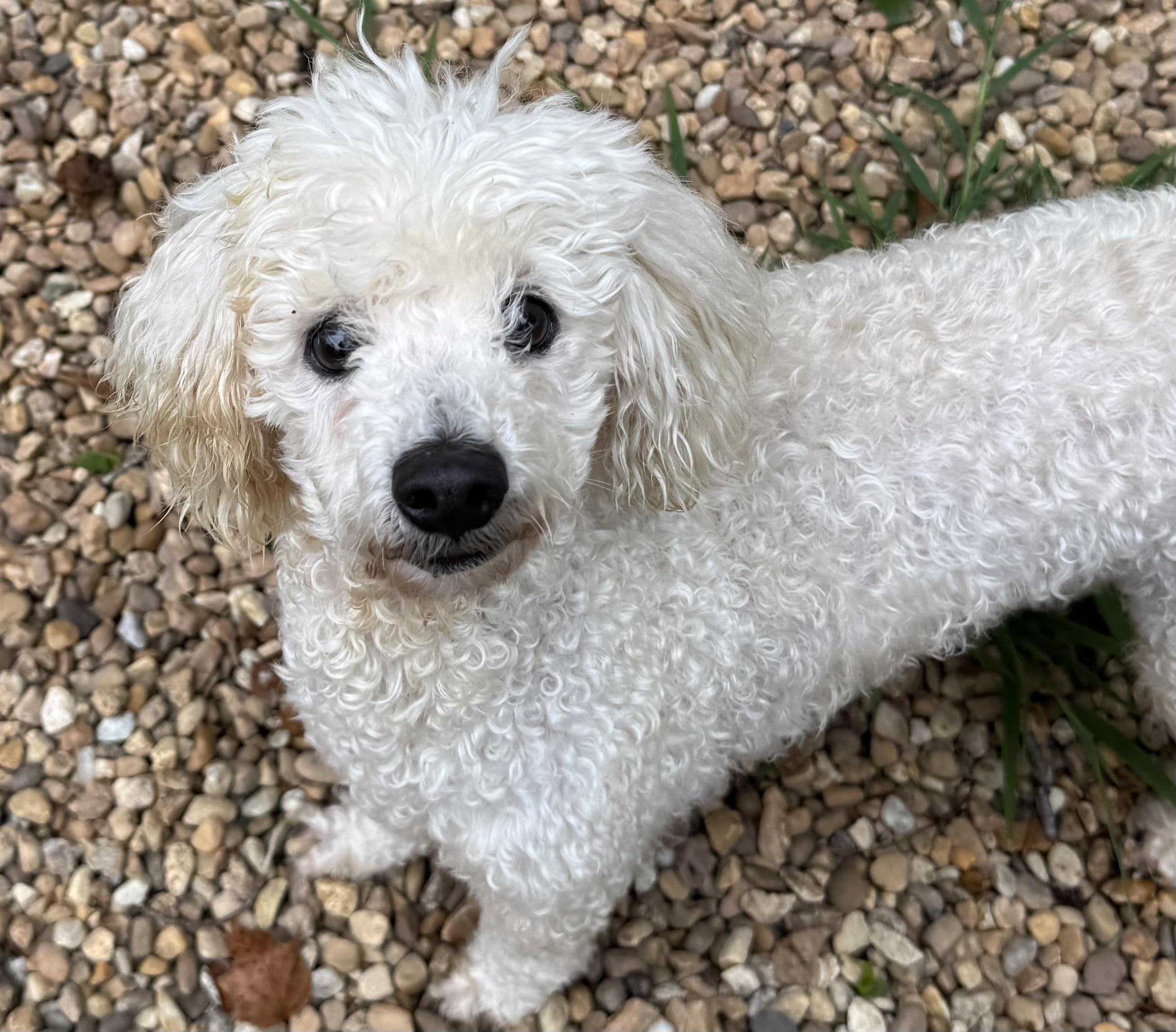 CASPER, a Adopted Miniature Poodle in Sandston, VA image 3/5