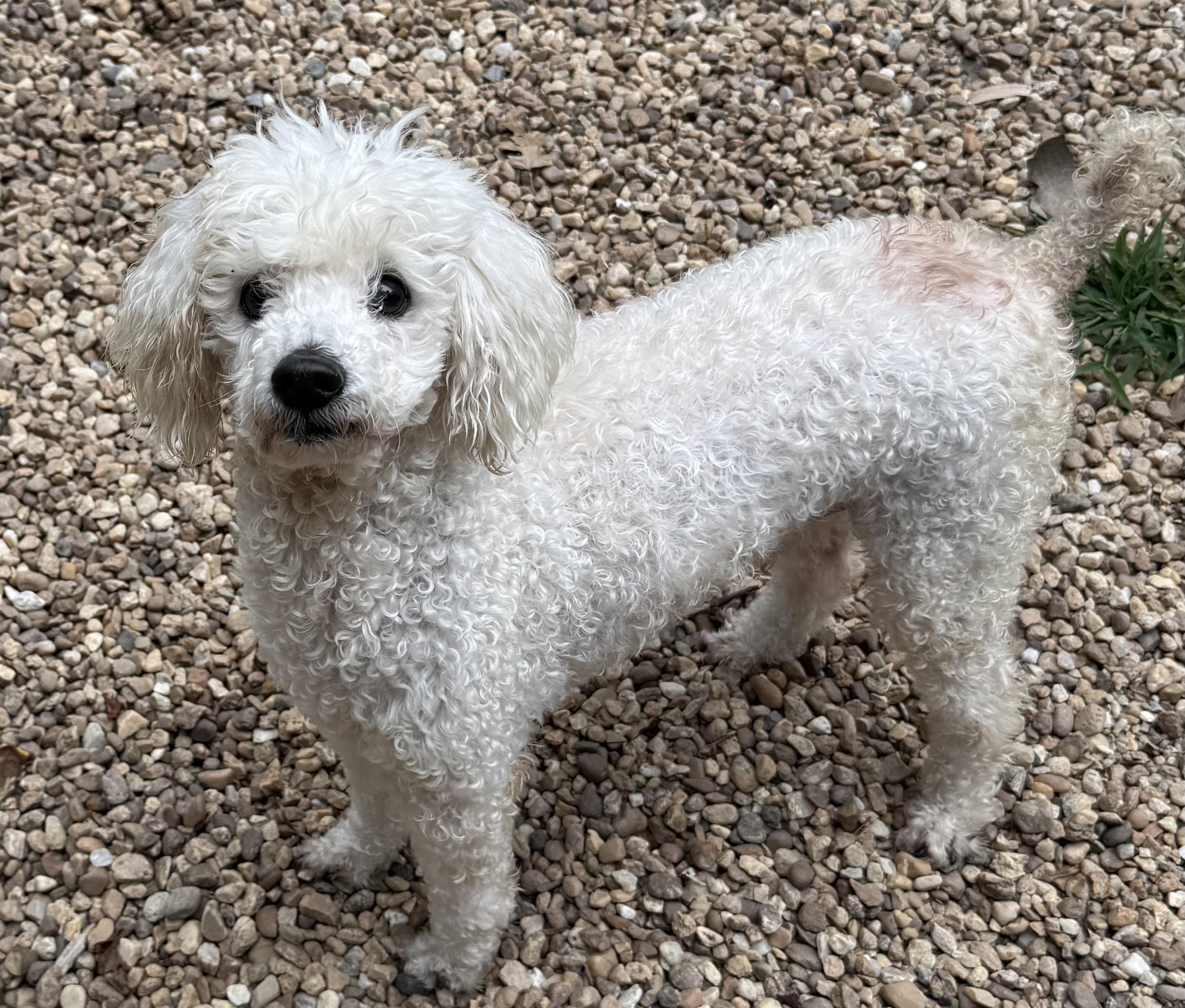 CASPER, a Adopted Miniature Poodle in Sandston, VA image 4/5