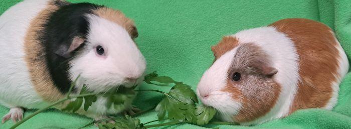 Katara, Adoptable, Adult Female Short-Haired.