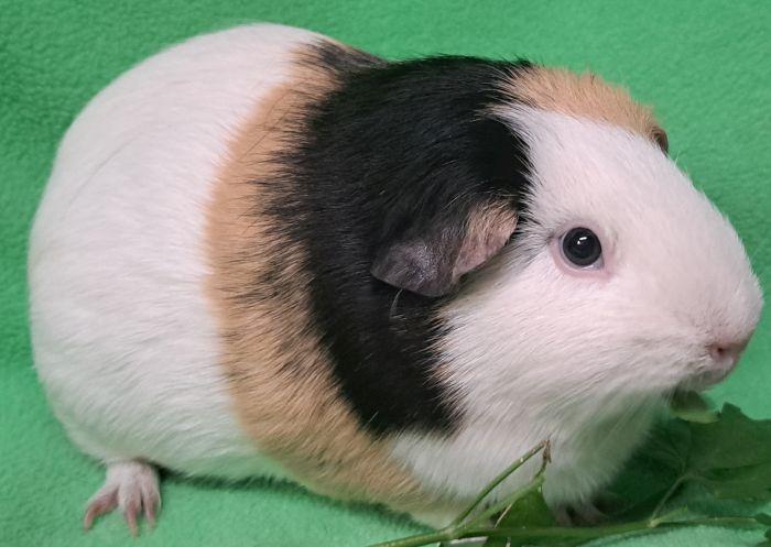 Enlarge Katara, a Adoptable Short-Haired in Gary, IN image 2/4