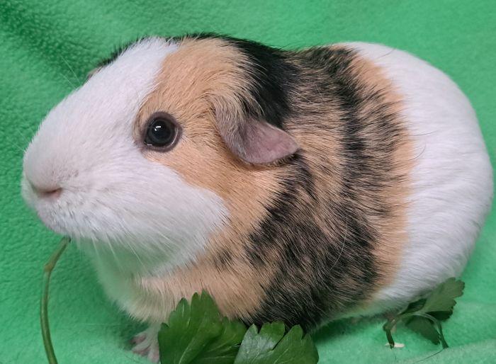 Enlarge Katara, a Adoptable Short-Haired in Gary, IN image 3/4