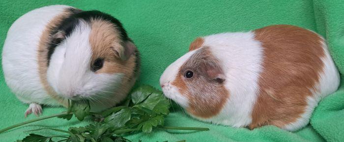 Enlarge Katara, a Adoptable Short-Haired in Gary, IN image 4/4