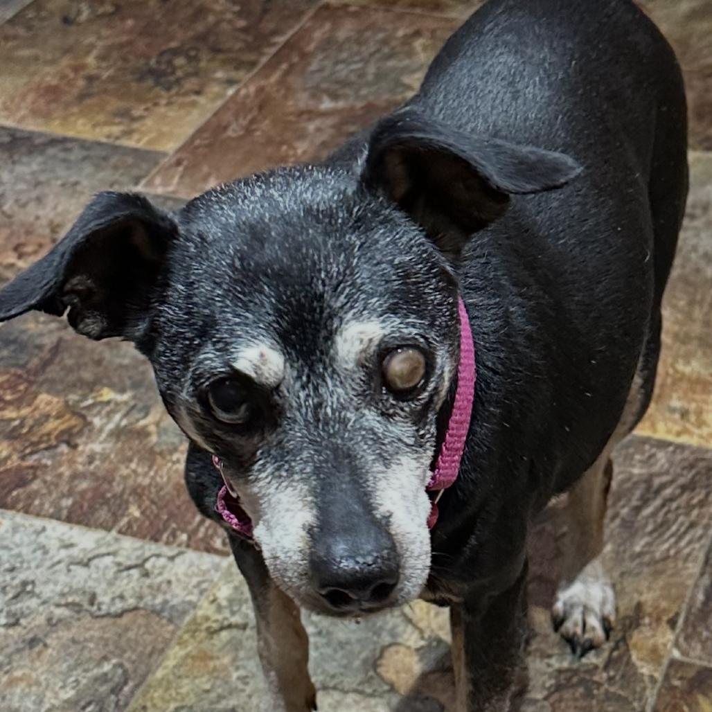 Luna, Adoptable, Senior Female Miniature Pinscher & Chihuahua.