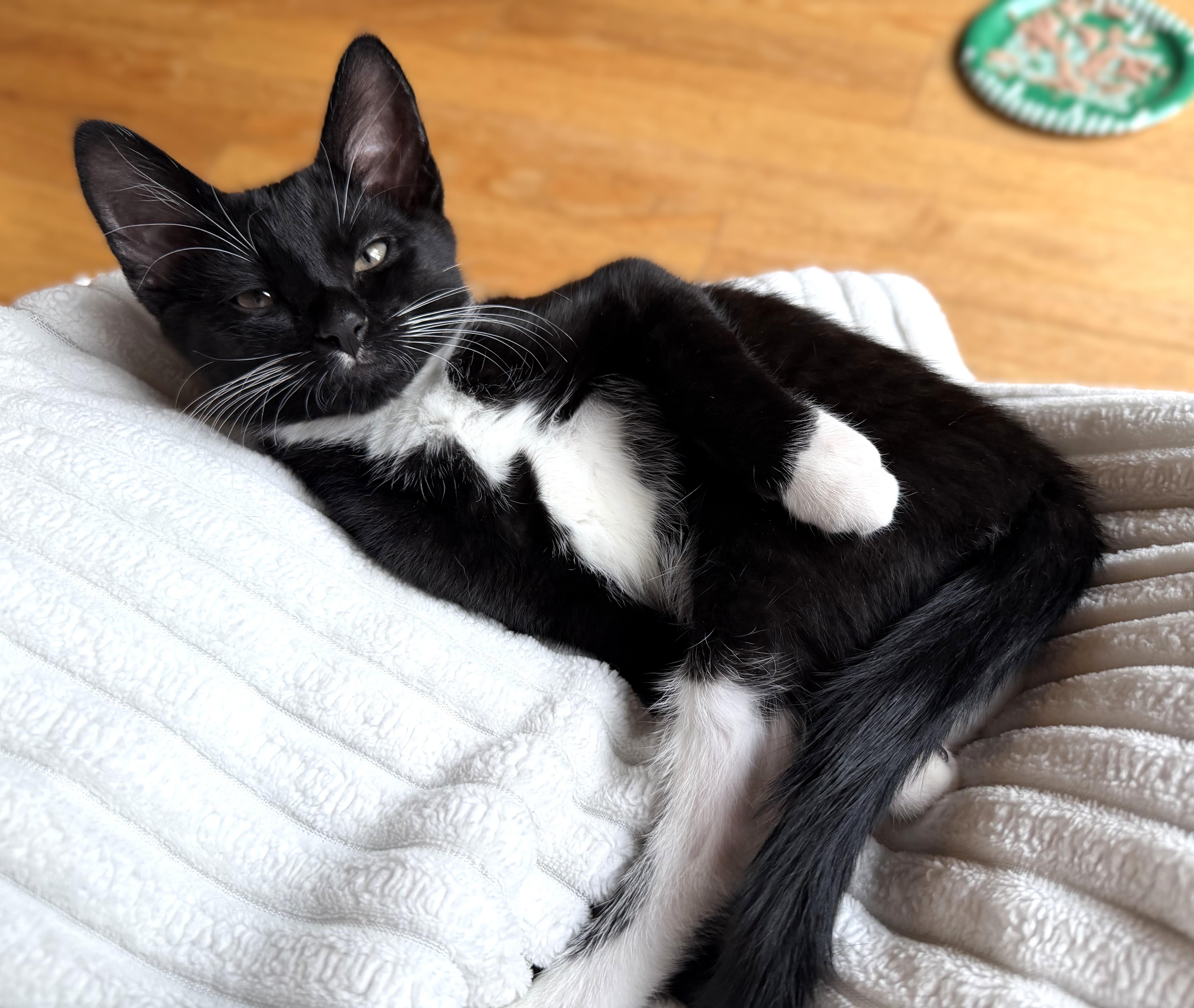 Ajax, Adoptable, Kitten Male Tuxedo.