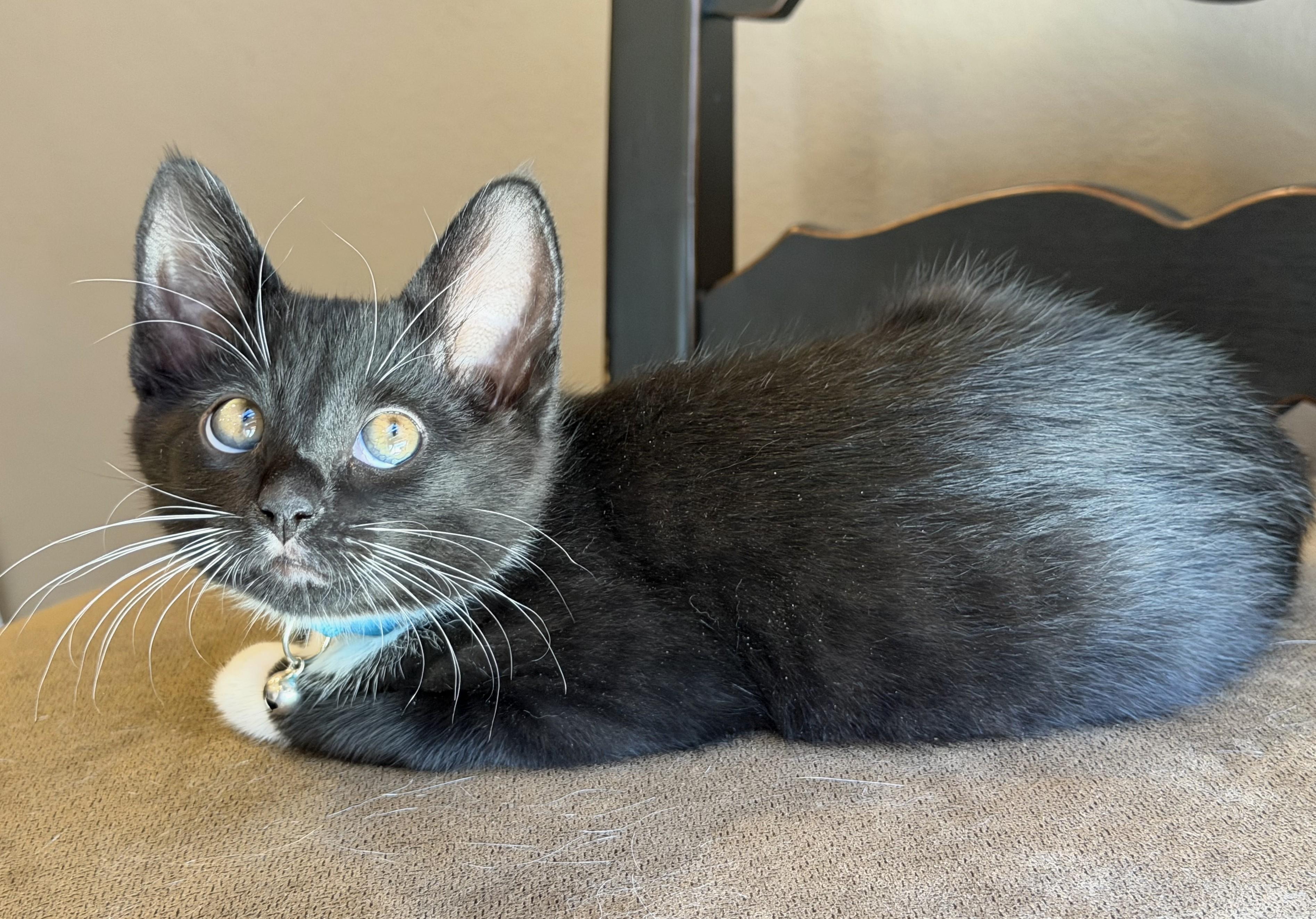 Ajax, a Adoptable Tuxedo in Bentonville, AR image 2/3