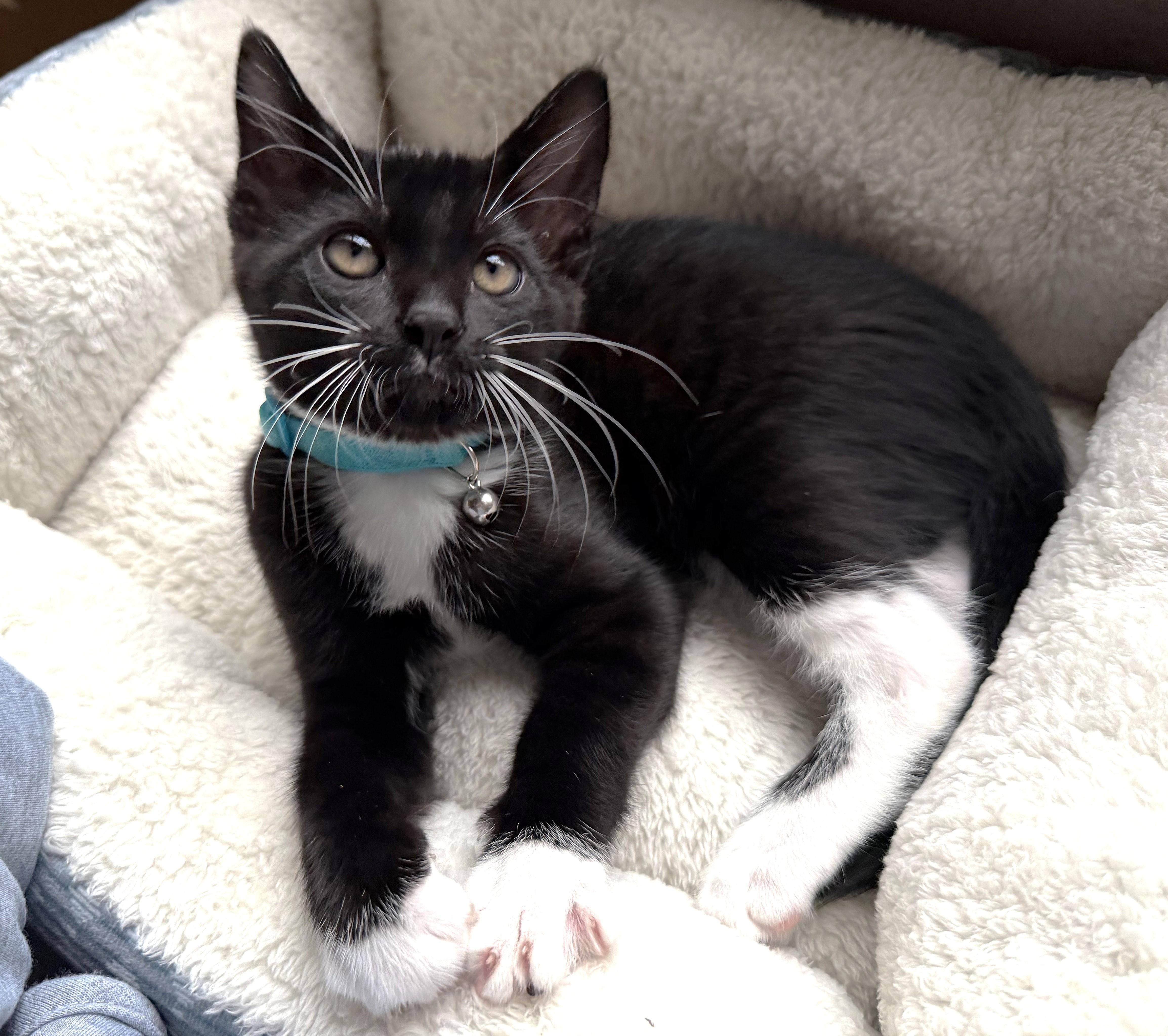 Ajax, a Adoptable Tuxedo in Bentonville, AR image 3/3