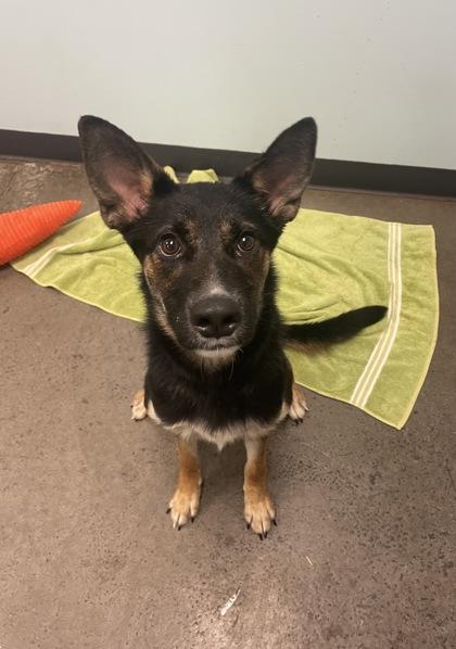 Enlarge Dosey Doe, a ADOPTABLE mixed breed in Mishawaka, IN image 2/4