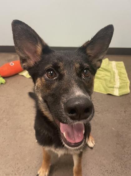 Dosey Doe, ADOPTABLE, Young Female Mixed Breed.