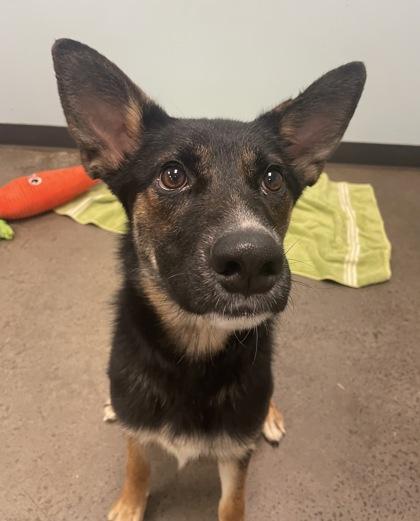 Enlarge Dosey Doe, a ADOPTABLE mixed breed in Mishawaka, IN image 4/4