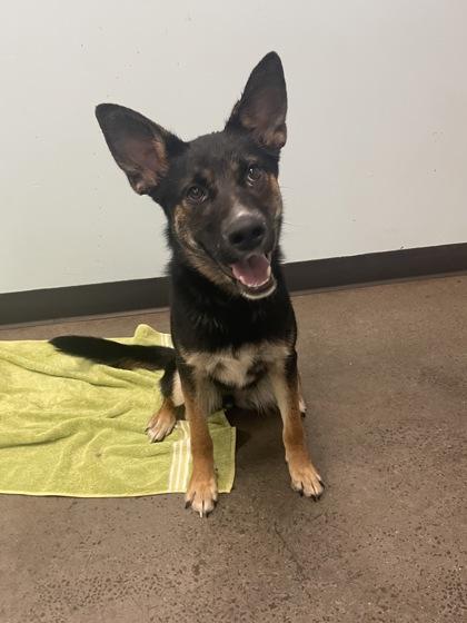 Enlarge Dosey Doe, a ADOPTABLE mixed breed in Mishawaka, IN image 3/4