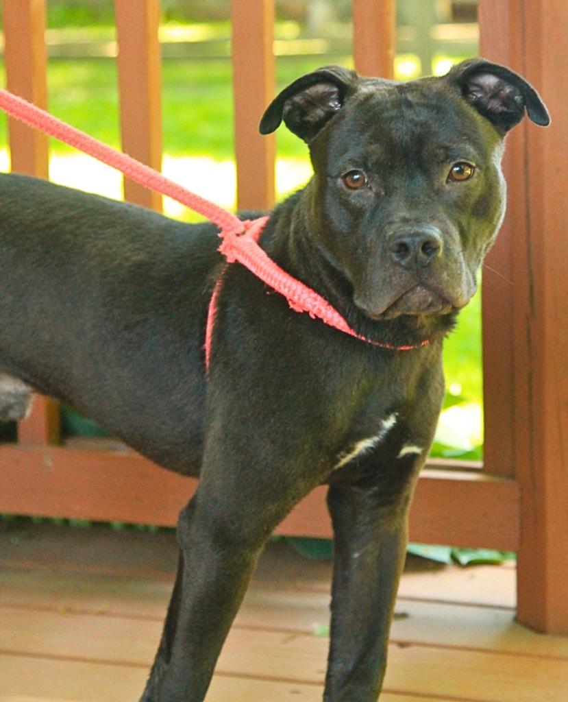 Bixby, Adoptable, Puppy Male Mixed Breed.