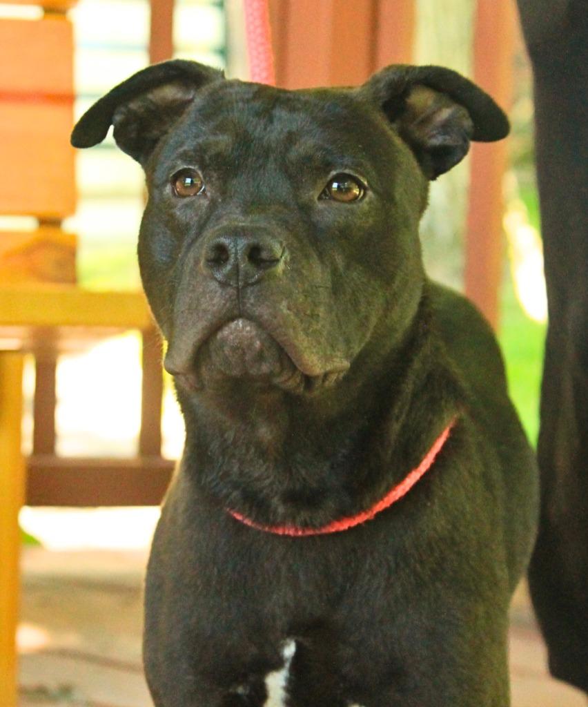 Bixby, a Adoptable Mixed Breed in Utica, MI image 2/5