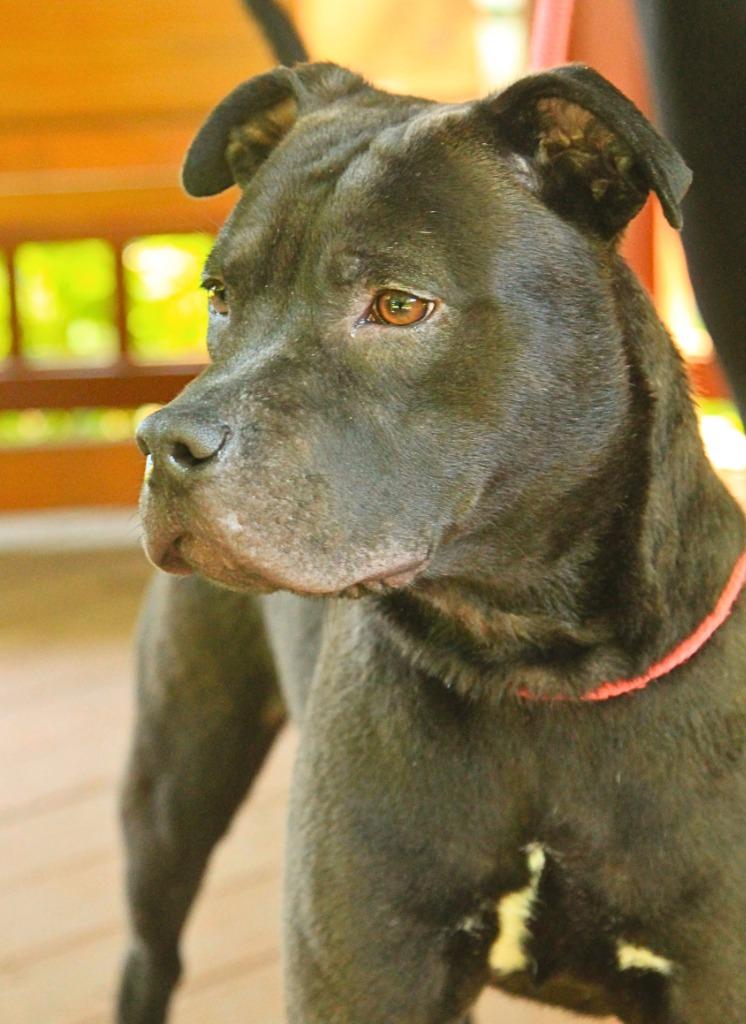 Bixby, a Adoptable Mixed Breed in Utica, MI image 3/5