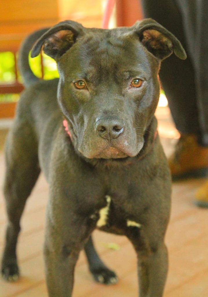 Bixby, a Adoptable Mixed Breed in Utica, MI image 4/5