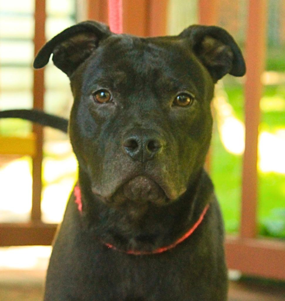 Bixby, a Adoptable Mixed Breed in Utica, MI image 5/5