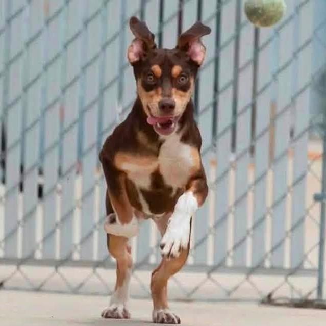 Enlarge Sparrow 21221, a Adoptable mixed breed in Minneapolis, MN image 1/6