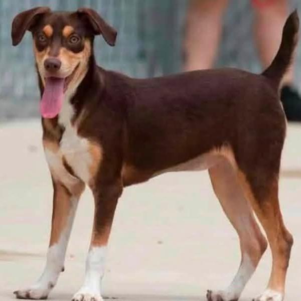 Enlarge Sparrow 21221, a Adoptable mixed breed in Minneapolis, MN image 2/6