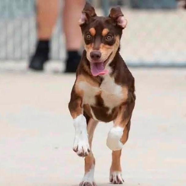 Enlarge Sparrow 21221, a Adoptable mixed breed in Minneapolis, MN image 3/6