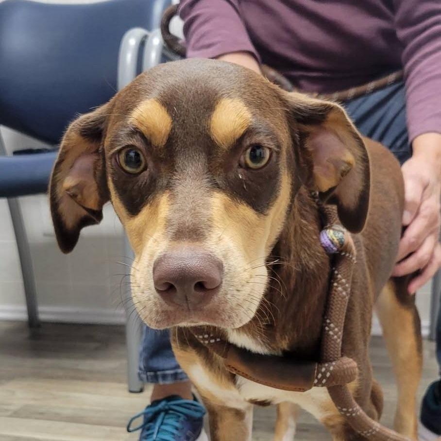 Enlarge Sparrow 21221, a Adoptable mixed breed in Minneapolis, MN image 4/6