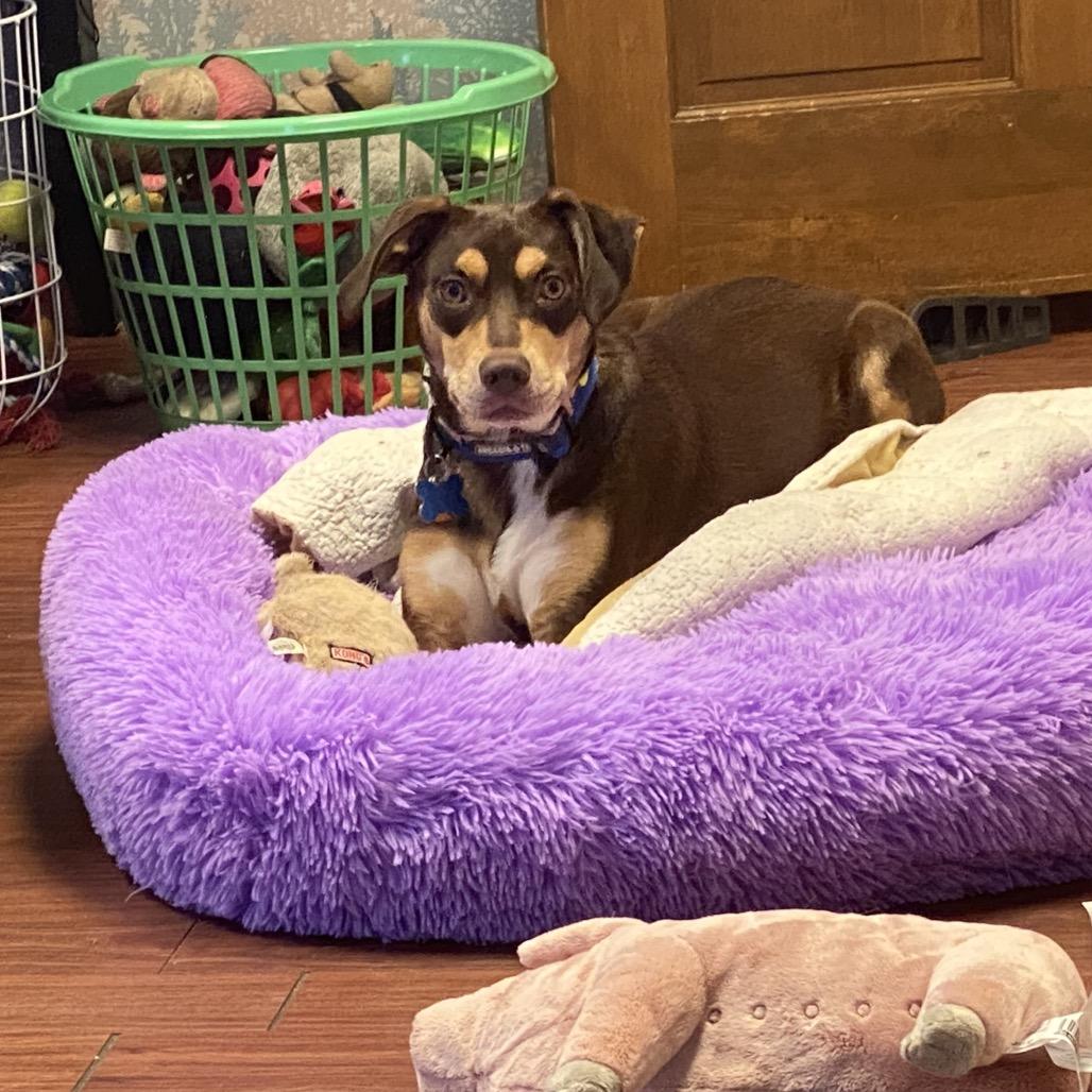 Enlarge Sparrow 21221, a Adoptable mixed breed in Minneapolis, MN image 5/6