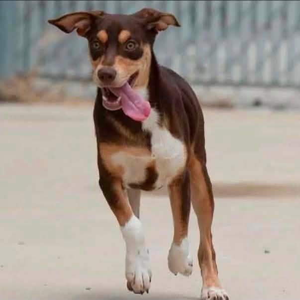 Enlarge Sparrow 21221, a Adoptable mixed breed in Minneapolis, MN image 6/6