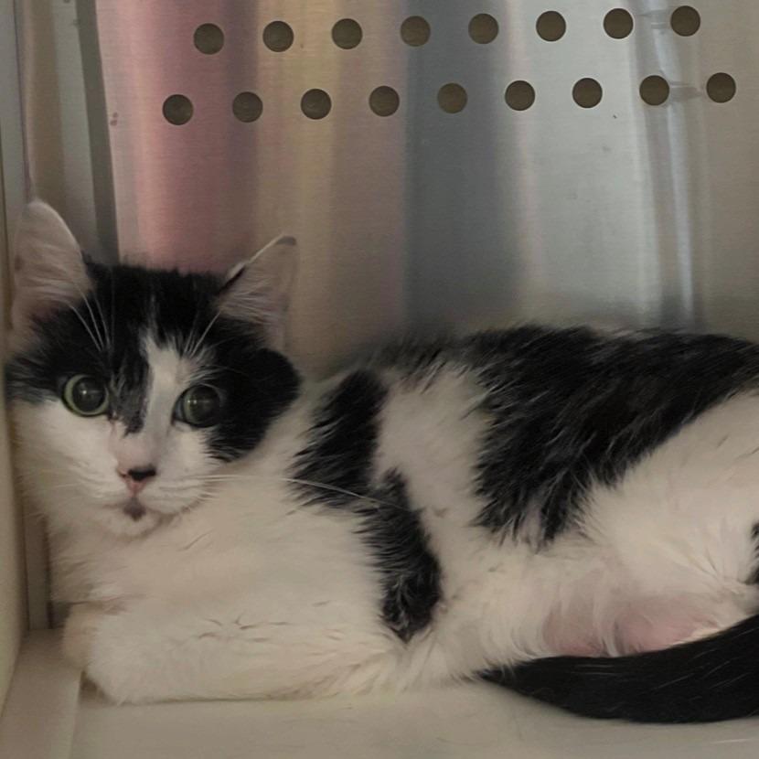 Raspberry, Adoptable, Adult Female Domestic Short Hair.