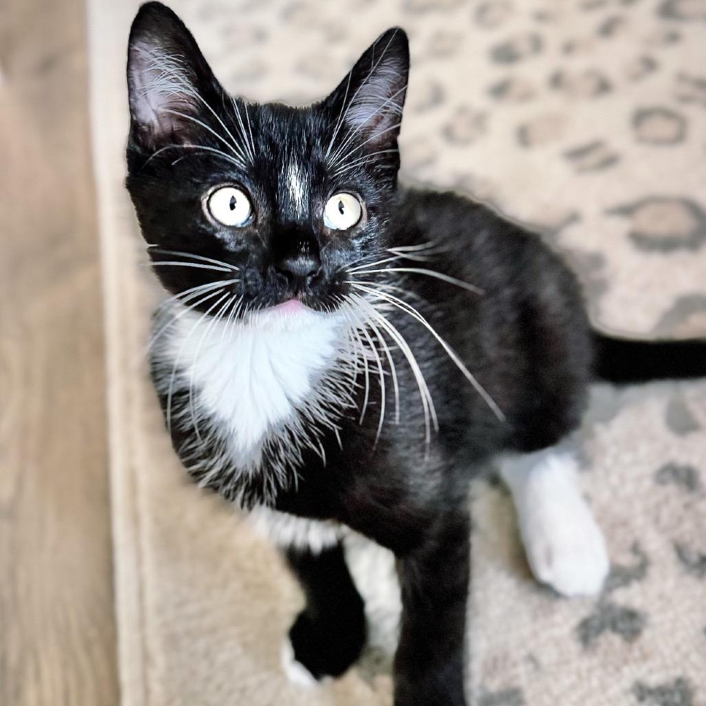 Enlarge Harvey, a Adoptable Domestic Short Hair in Ann Arbor, MI image 2/6