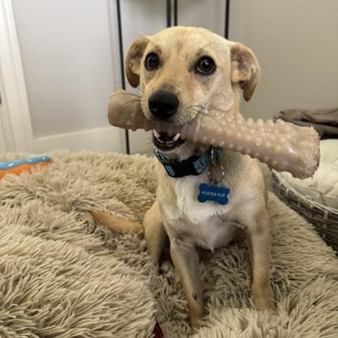 Doug, an adopted mixed breed in Parker, CO image 4/4