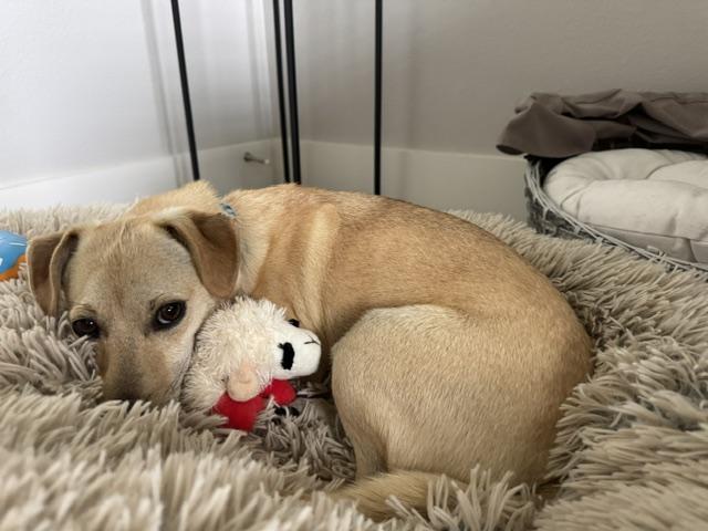 Doug, an adopted mixed breed in Parker, CO image 2/4