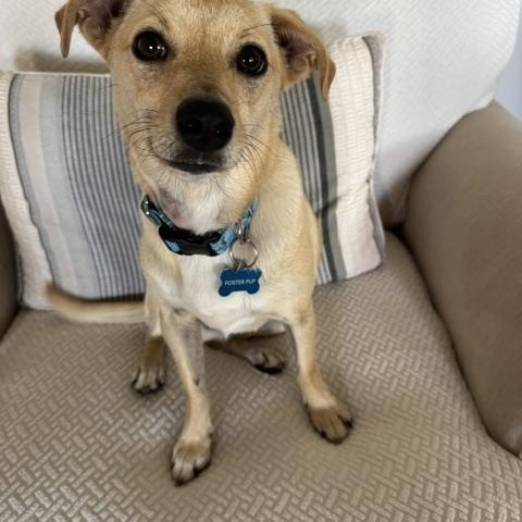 Doug, an adopted mixed breed in Parker, CO image 3/4