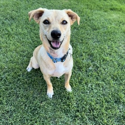 Doug, adopted, Adult Male Chihuahua & Dachshund.