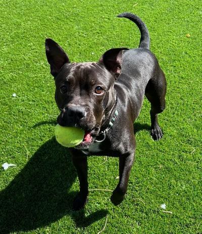 Flower, Young Female American Staffordshire Terrier