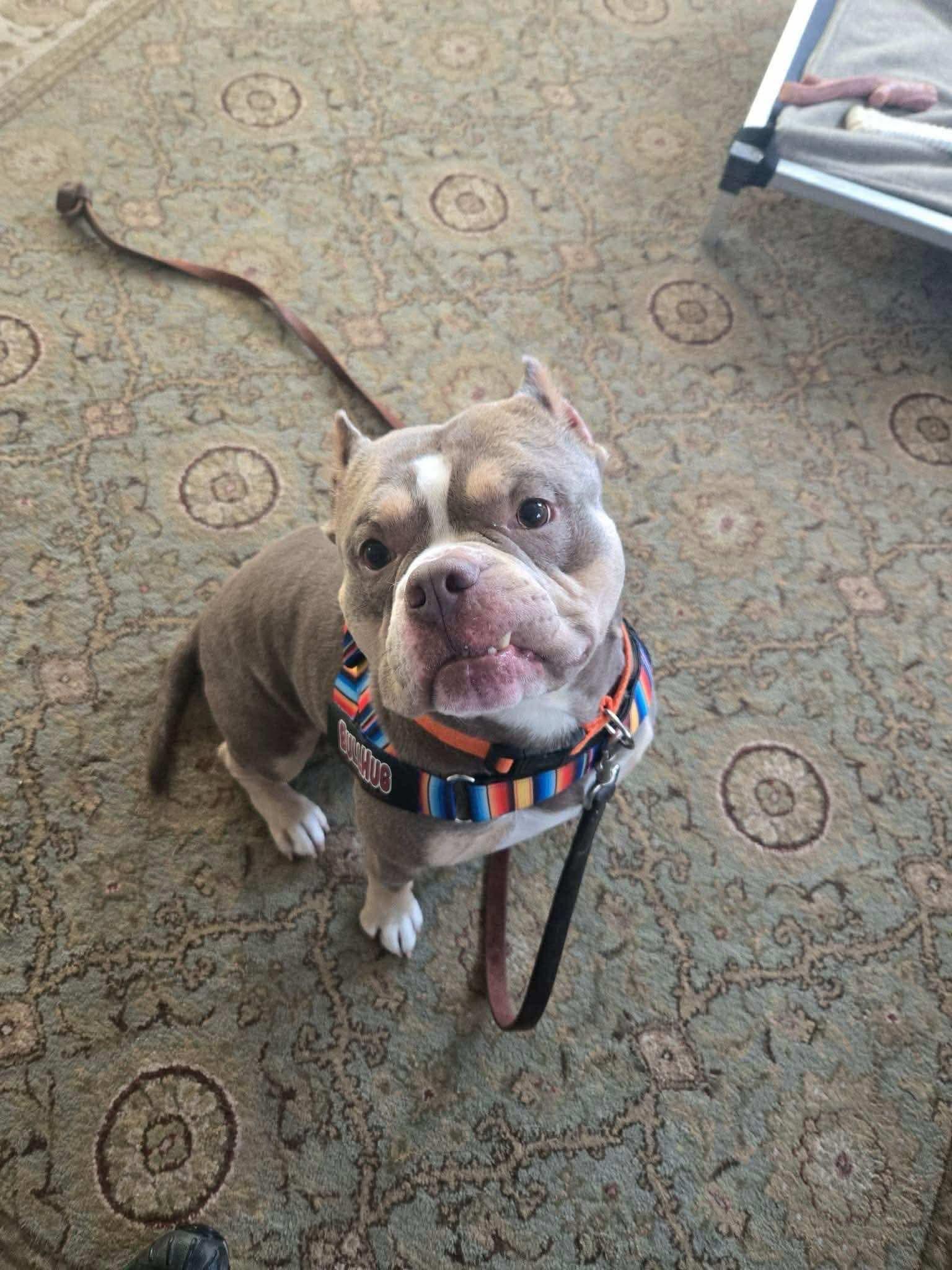 Ozzy, Adopted, Young Male Mixed Breed.