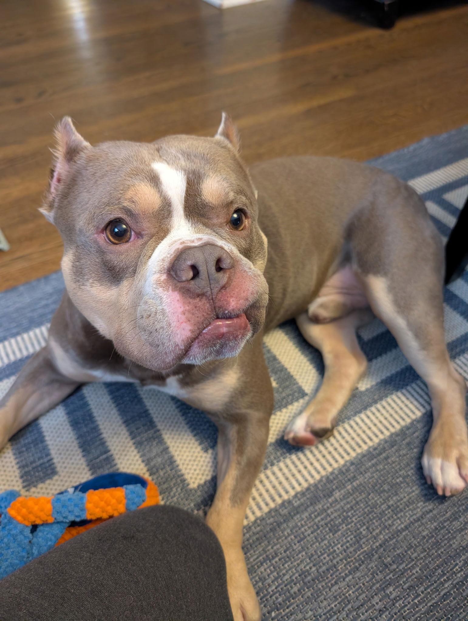 Enlarge Ozzy, a Adopted Mixed Breed in Lockport, NY image 2/3