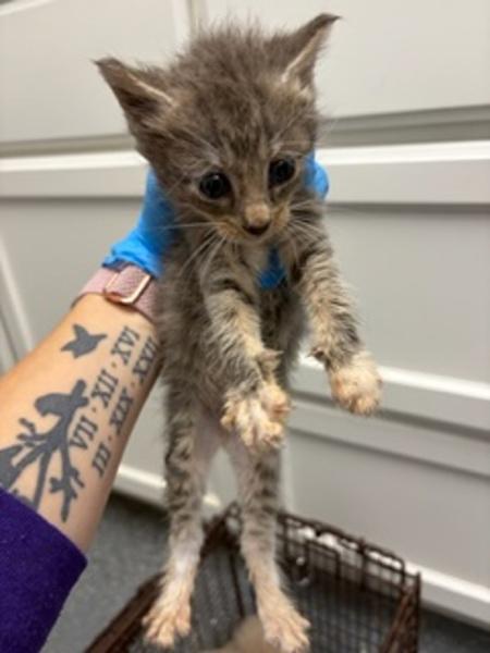 Roo, Adoptable, Kitten Female Domestic Short Hair.