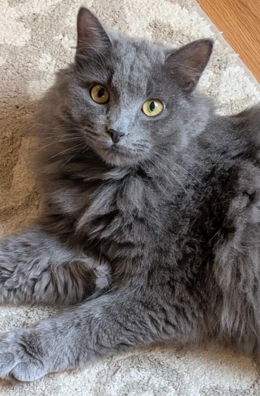Enlarge Willow, a Adoptable Domestic Long Hair in Howard, PA image 1/1