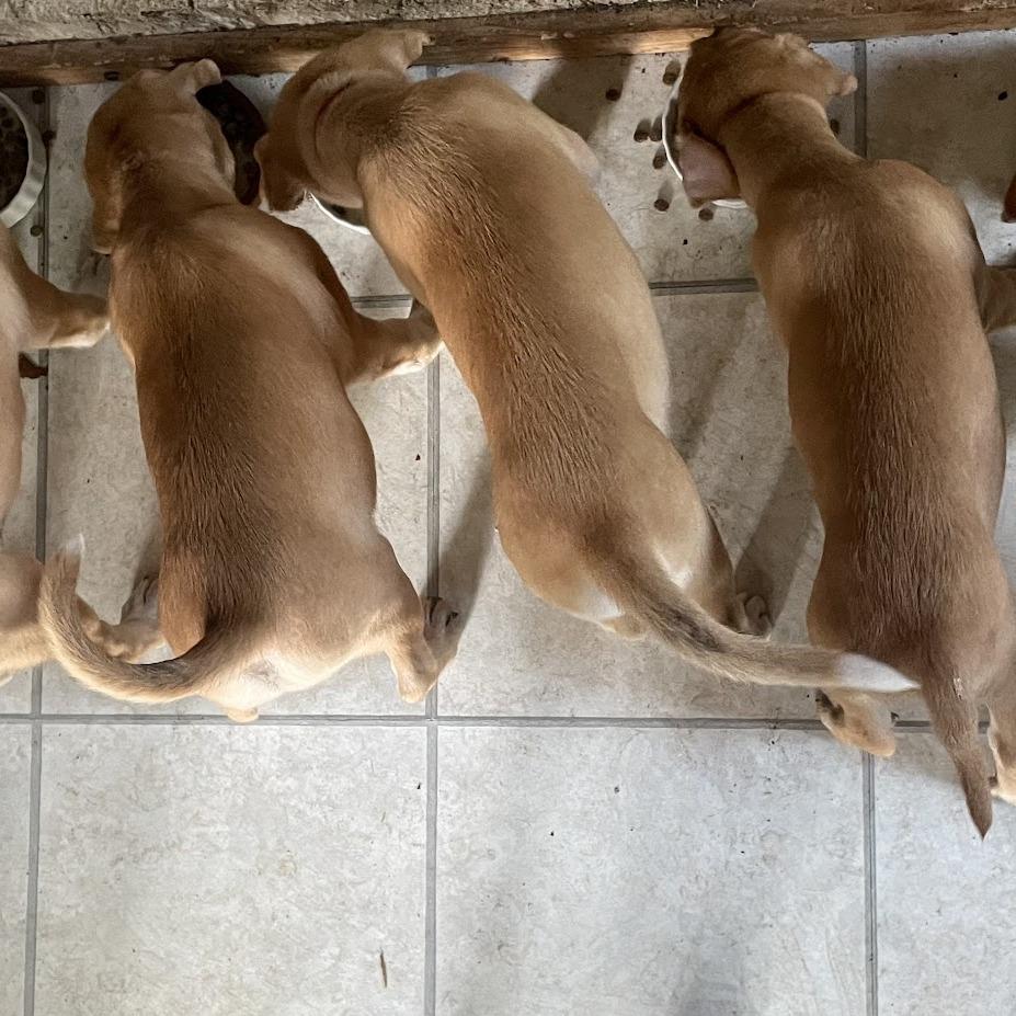 Pez, Adoptable, Puppy Male Boxer.