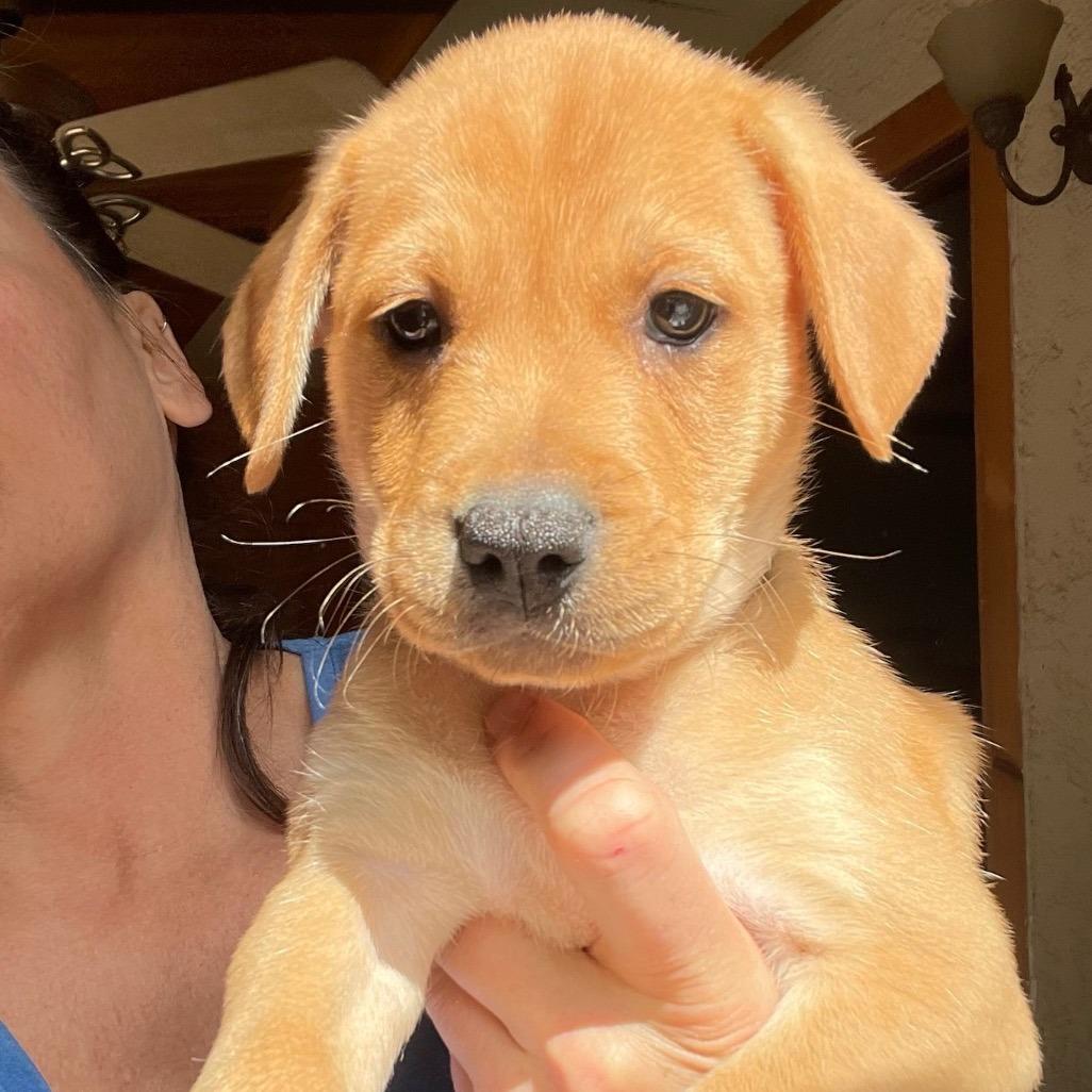 Pez, Adoptable, Puppy Male Boxer.